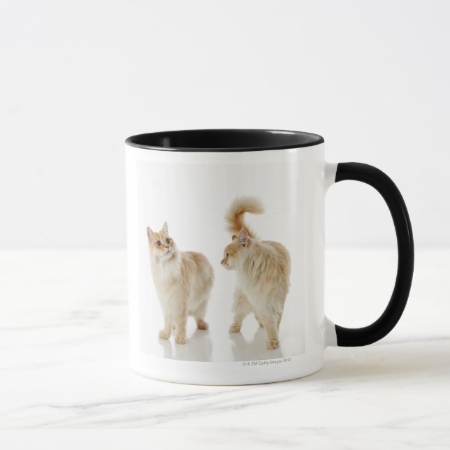 Munchkin katter mugg (Höger)
