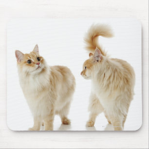 Munchkin katter musmatta