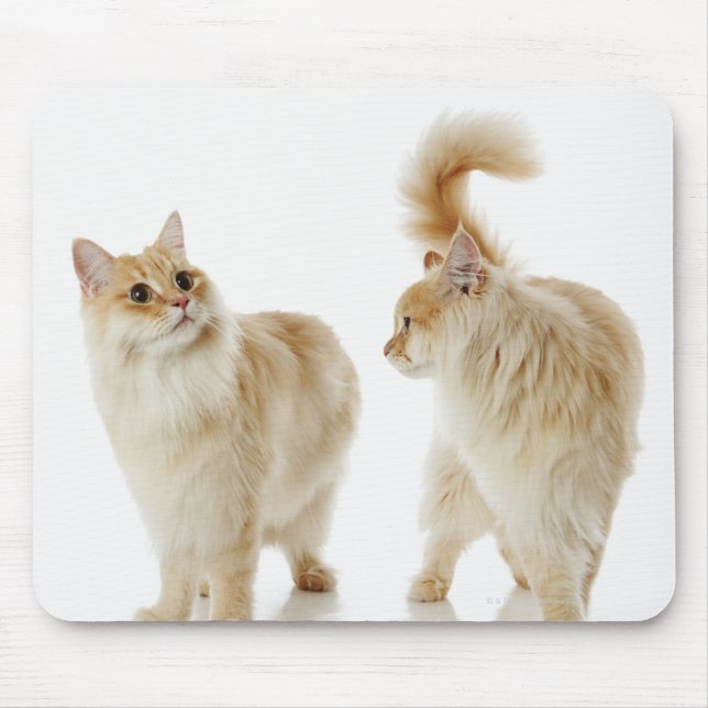Munchkin-katter Musmatta (Framsidan)