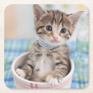 Munchkin kattunge med det nätt bandet underlägg papper kvadrat