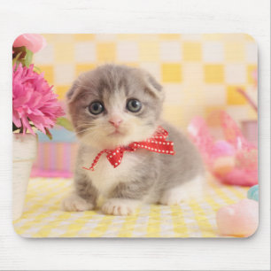 Munchkin kattunge musmatta