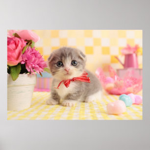 Munchkin kattunge poster