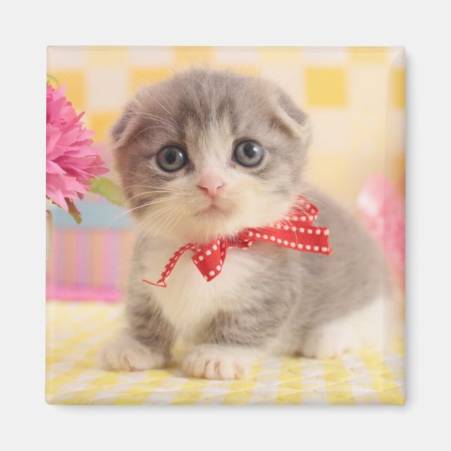 Munchkin Kitten Magnet (Framsidan)