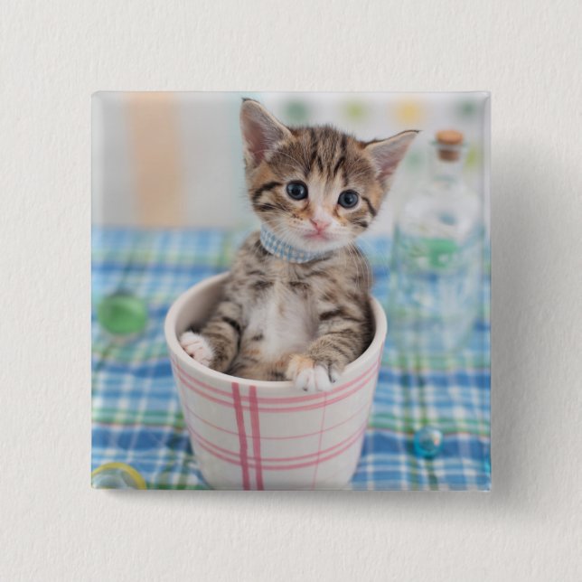 Munchkin Kitten med Söt Ribbon Knapp (Framsida)