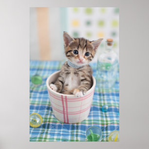 Munchkin Kitten med Söt Ribbon Poster