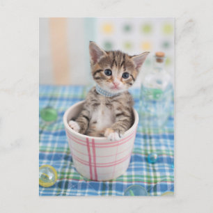 Munchkin Kitten med Söt Ribbon Vykort