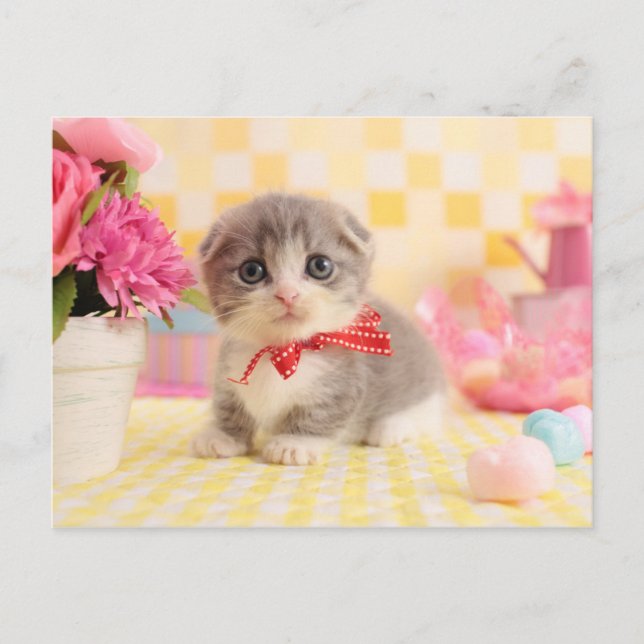 Munchkin Kitten Vykort (Framsida)