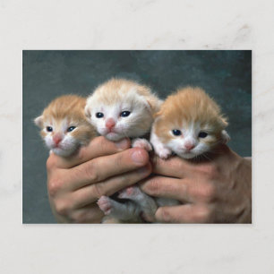 Munchkins Vykort