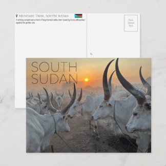 Mundari Nötkreatur, Sydsudan Resa Postkort Vykort