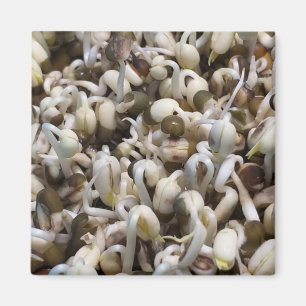 Mung Beans (grönt gram) Magnet