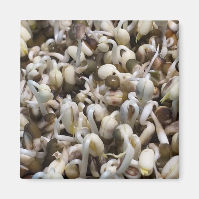 Mung Beans (grönt gram) Magnet (Framsidan)