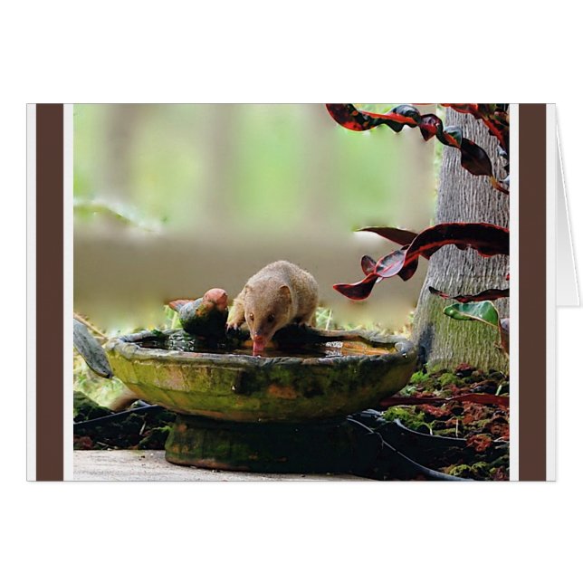 Mungor som bevattnar håldjurliv OBS kort (Framsidan Horizontal)