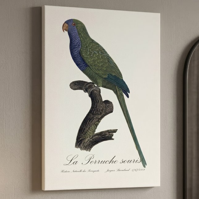 Munkparakit eller munkpapegoja, Myiopsitta Monachu Canvastryck (Monk Parakeet or Monk Parrot, Myiopsitta Monachus. Canvas Print)