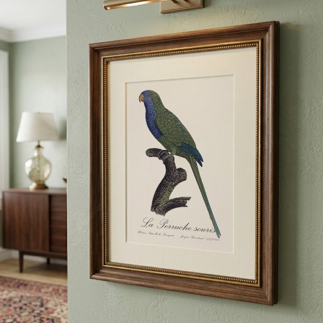 Munkparakit eller munkpapegoja, Myiopsitta monachu Fototryck (Monk Parakeet or Monk Parrot, Myiopsitta Monachus. Photo Print)