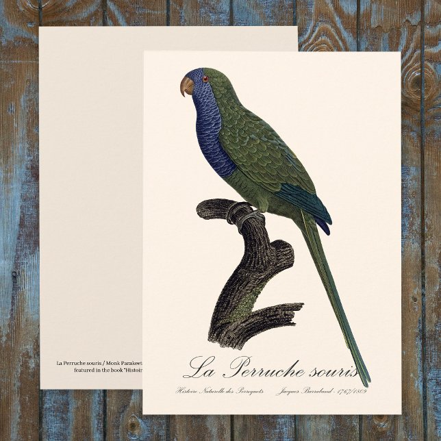 Munkparakit eller Munkpapegoja, Myiopsitta Monachu Tack Kort (Monk Parakeet or Monk Parrot, Myiopsitta Monachus. Thank You Card)