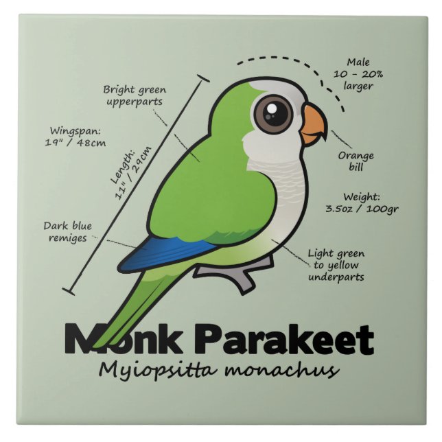 Munkparakiterstatistik Kakelplatta (Framsidan)