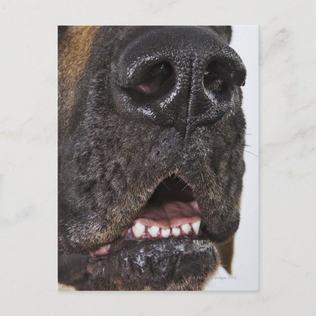 Muren i Great dane, nära Vykort (Framsida)