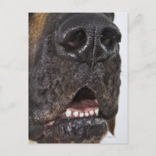 Muren i Great dane, nära Vykort