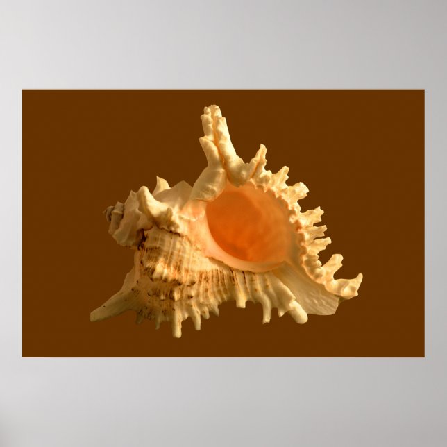 Murex Ramous Poster (Framsidan)