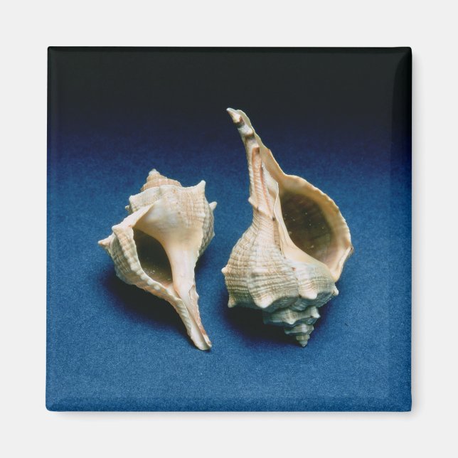 Murex-snäcka Magnet (Framsidan)