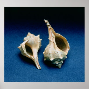 Murex-snäcka Poster