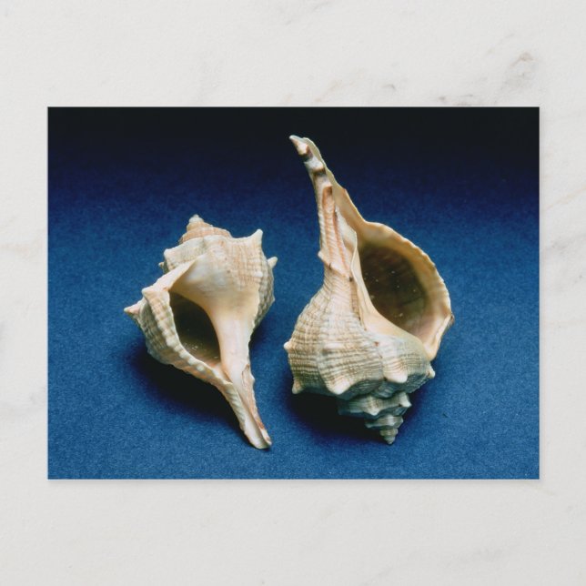 Murex-snäcka Vykort (Framsida)