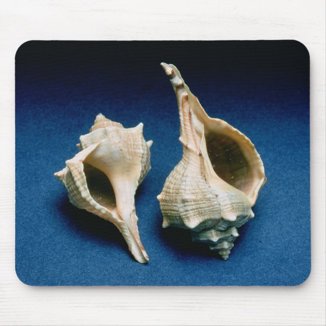 Murexsnäcka Musmatta (Framsidan)