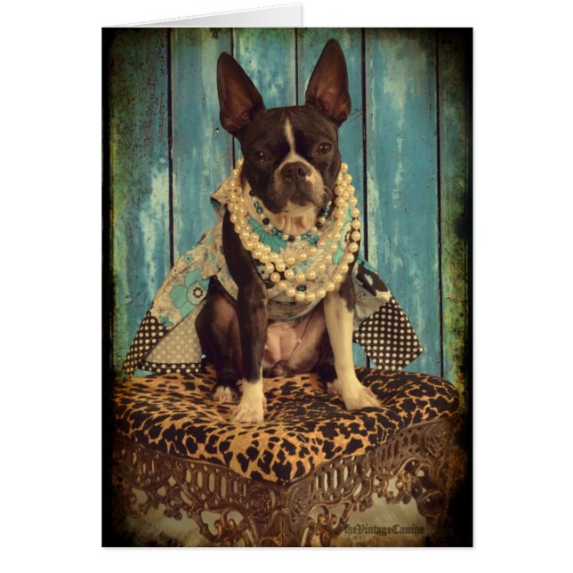 Murgröna den Boston terrieren Hälsningskort (Framsidan)