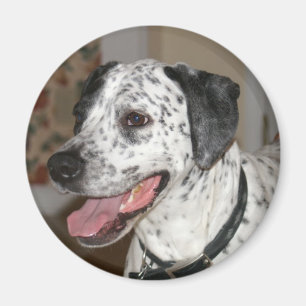 Murgröna Magnet