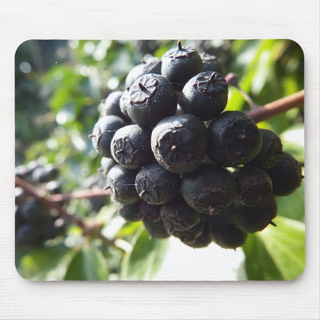 Murgrönabär Mousepad Musmatta (Framsidan)