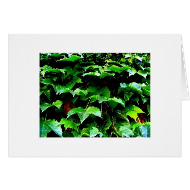 Murgrönaen. Wrigley sätter in OBS Kort (Framsidan Horizontal)