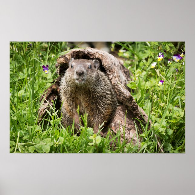 Murmeldjur i en ihålig stock poster (Framsidan)