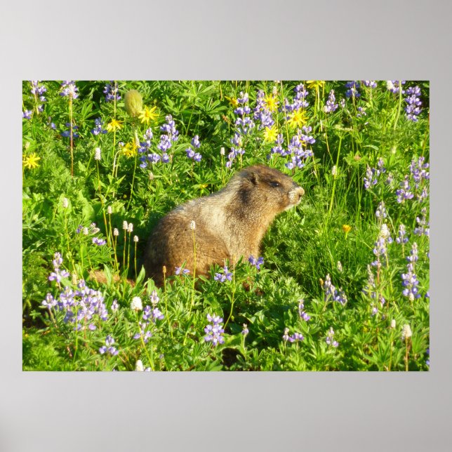 Murmeldjur i Mount Rainier vilda blommor Poster (Framsidan)