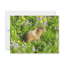 Murmeldjur i Mount Rainier Wildblommor