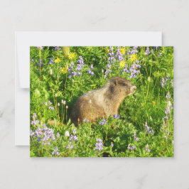 Murmeldjur i Mount Rainier Wildblommor Kort