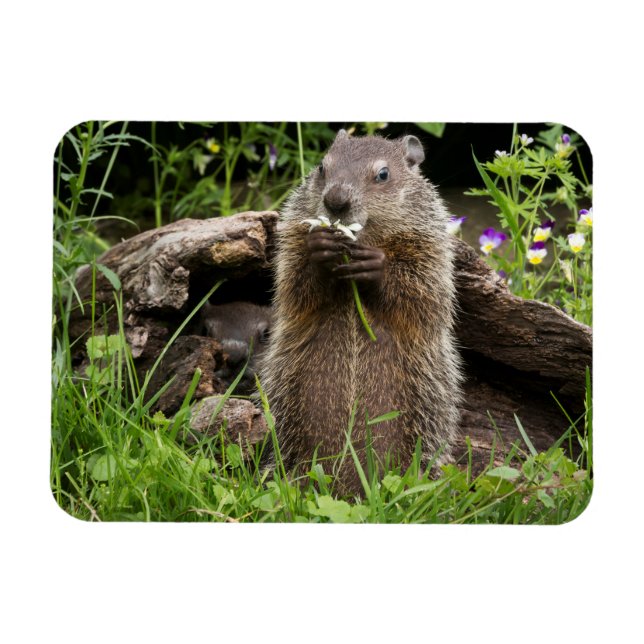 Murmeldjur som mumsar på en blomma magnet (Horisontell)