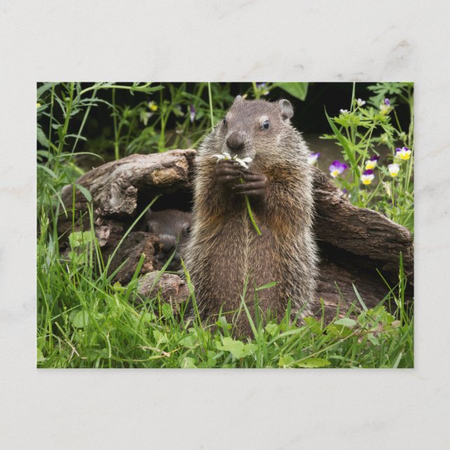 Murmeldjur som mumsar på en blomma vykort (Framsida)