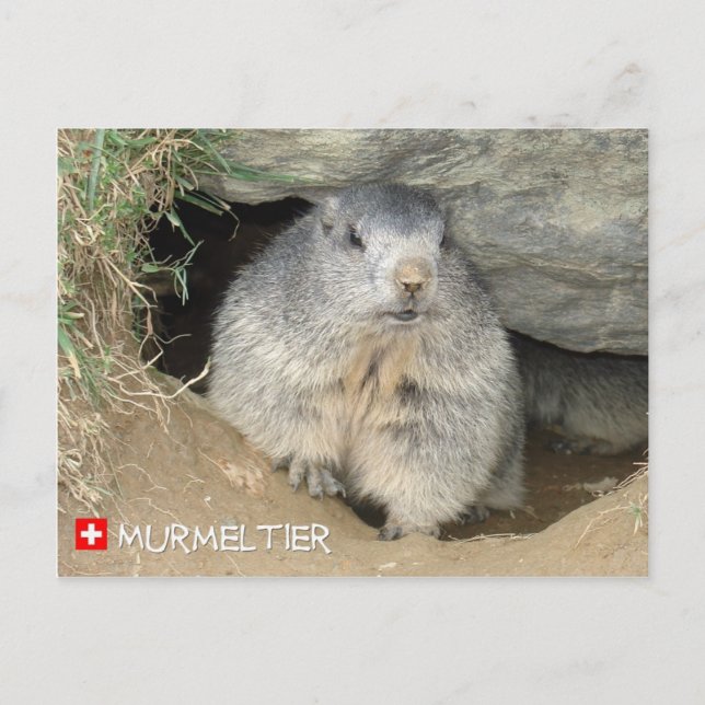 Murmeltier, Schweiz/Marmot, Schweiz Vykort (Framsida)