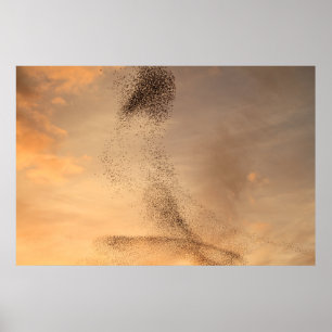 Murmuration av staretrycket poster