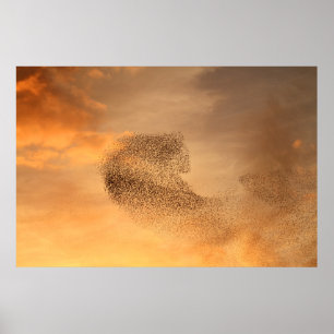 Murmuration av staretrycket poster