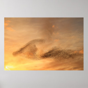 Murning av Starling Print Poster