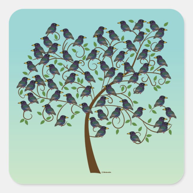 Murning av Starlings Fyrkantigt Klistermärke (Framsida)