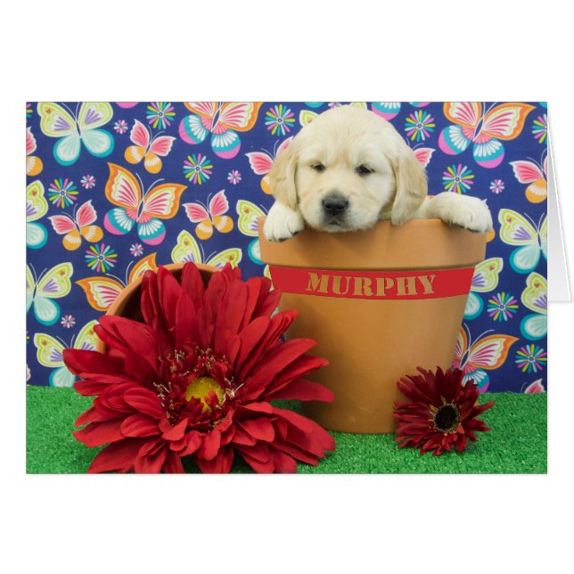 Murphy foto för vecka 5 hälsningskort (Framsidan Horizontal)