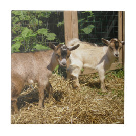 Murphy och Corky Kakelplatta