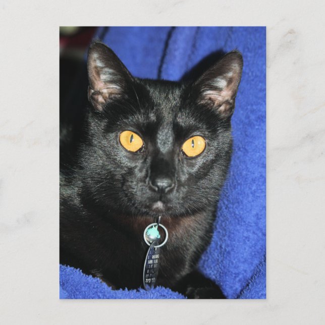 Murphy Vykort (Framsida)