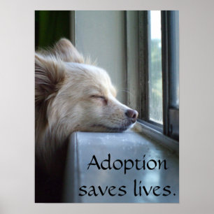 Murray adopterade Pomeranian Poster