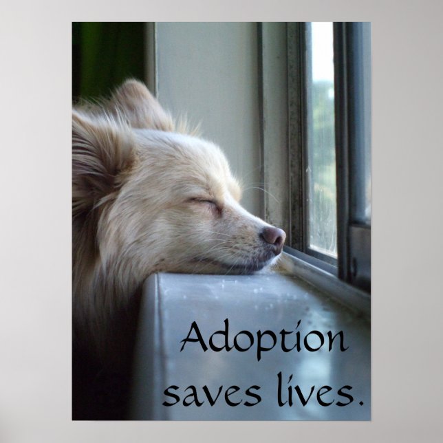 Murray Antogs Pomeranian Poster (Framsidan)