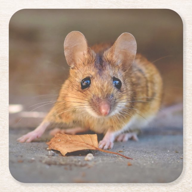 Mus för mycket Coola i Vilden Underlägg uppsättnin (Framsidan)