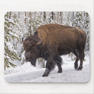 Mus Pad för amerikansk bison (Bison bison) Musmatta