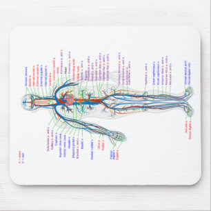 Mus Pad Human Circulatory System Arteries Musmatta